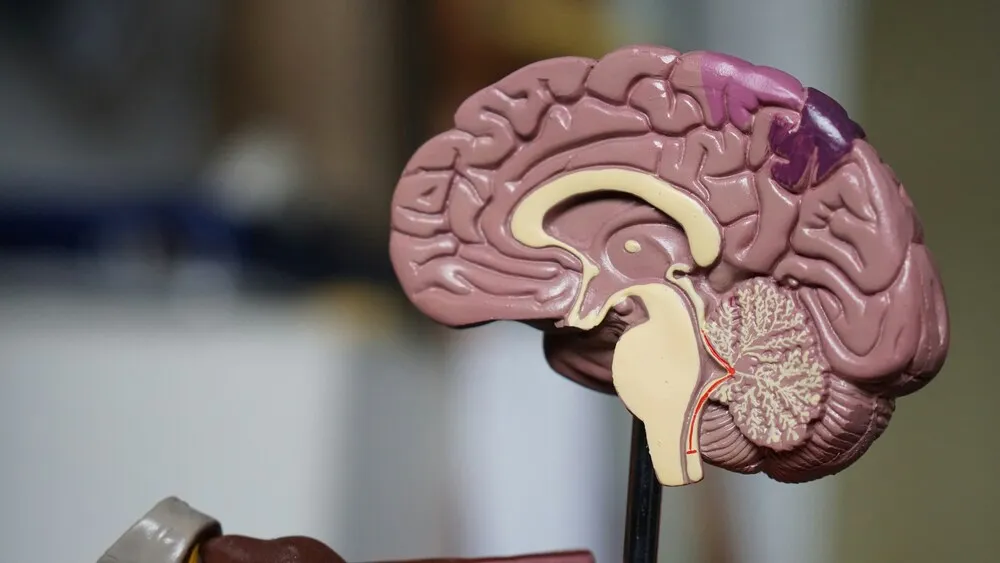 Как улучшить кровообращение головного мозга - лекарства, упражнения и питание