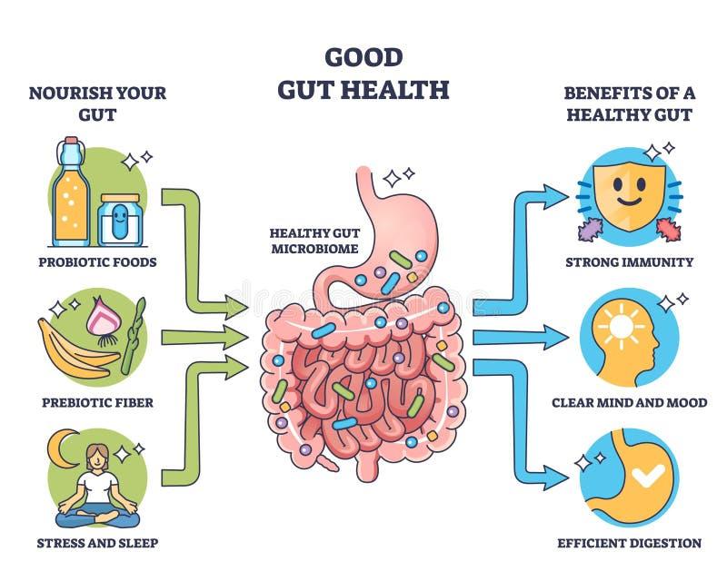 Gut Health is Shown with a Diagram Highlighting Probiotics, Prebiotics, ... Stock Vector - Illustration of outline, mind: 405948715