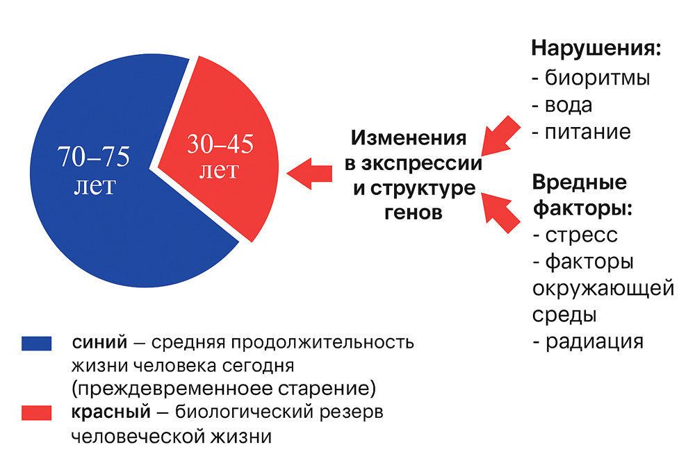 Пептидные биорегуляторы способствуют активному и функциональному долголетию - 6 Пептидные биорегуляторы способствуют активному и функциональному долголетию - 6