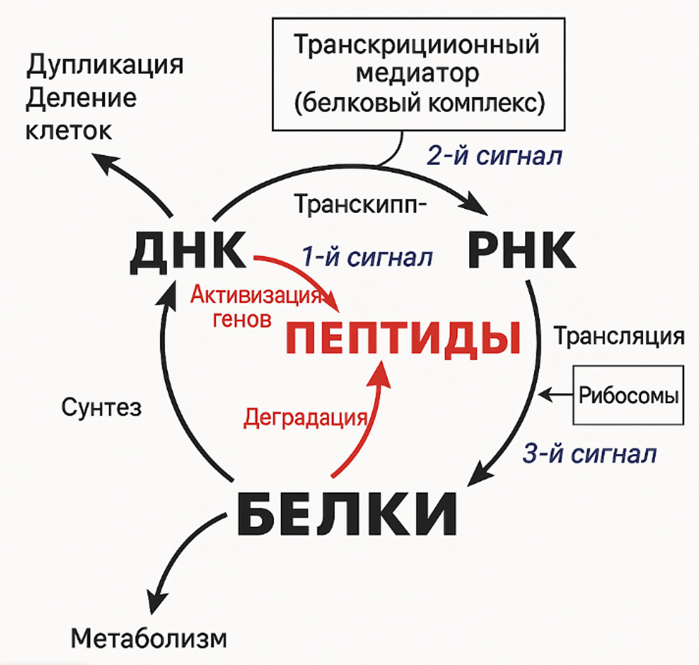 Пептидные биорегуляторы способствуют активному и функциональному долголетию - 7 Пептидные биорегуляторы способствуют активному и функциональному долголетию - 7