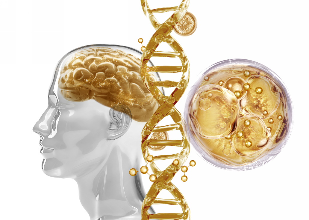 Эпифиз: что это такое и почему он важен для организма_3