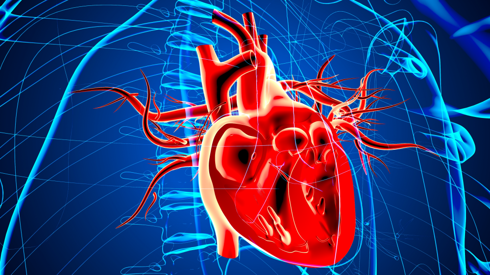 Пептиды для сердечно-сосудистой системы_2