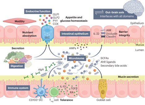 The International Scientific Association for Probiotics and Prebiotics (ISAPP) consensus statement on the definition and scope of gut health | Nature Reviews Gastroenterology & Hepatology